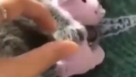 lovely cat loves her doll😻| Super #cute pets video😻 2021