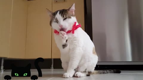 Video Of Funny Cat