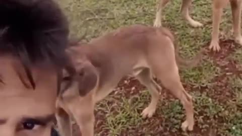 very funny cat and dogs compilation/😹😹😹😹😹