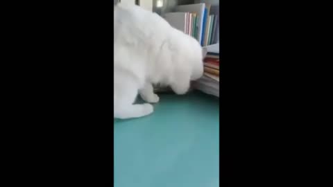 Hilarious Animals: A Compilation of Adorable Fails and Funnies