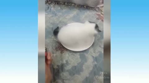 Cute cat dog