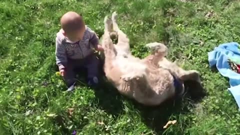 funy baby fall