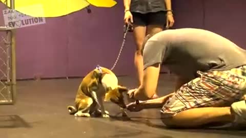 Fundamental dog training tutorial, step by step