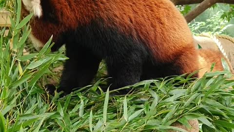 What Happens to the Lesser Panda Eating?