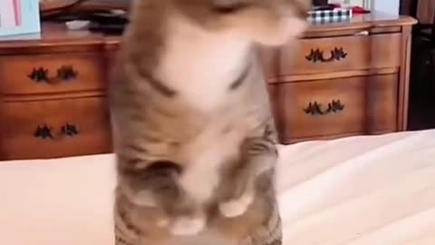 Cat funny moments 2022