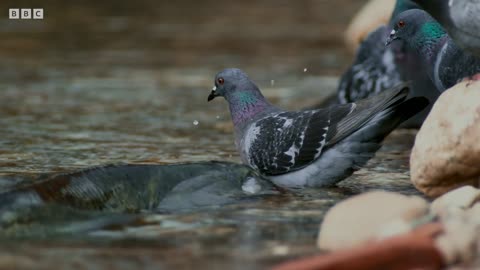 The Fish That Hunts Pigeons 4K UHD Planet Earth II BBC Earth