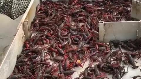 Thank you to our hard working crawfish farmers!