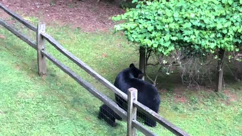 Rowdy Bear Cubs Having a Blast