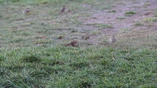 Bird Family