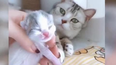 Cute Cats ♥ Best Funny Cat Videos 2021