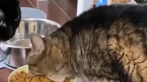 funny cat eating food😂