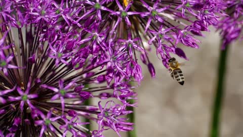 Bee working on a purple flower