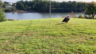 Cape Breton cat goes after bald eagle