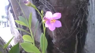 A small lilac flower with a yellow crown is seen on a tree trunk on the street [Nature & Animals]