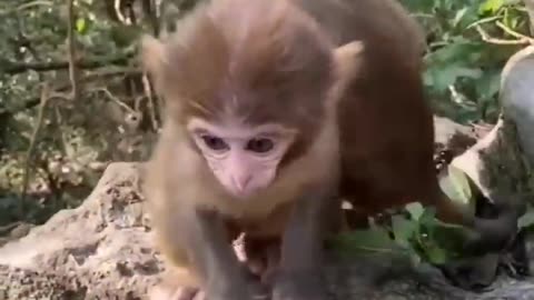 Must see BABY ANIMALS CUTE BEHAVIOUR..