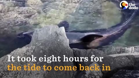 Orca Stranded On Rocks Is Kept Alive by Rescuers | The Dodo