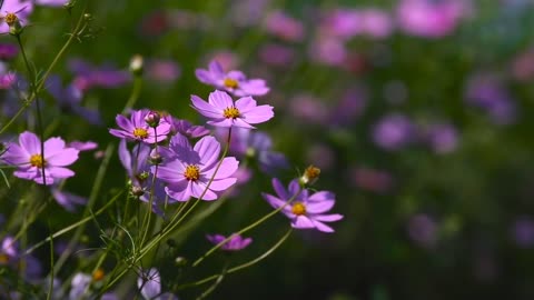 Flower background video _ cosmos flower