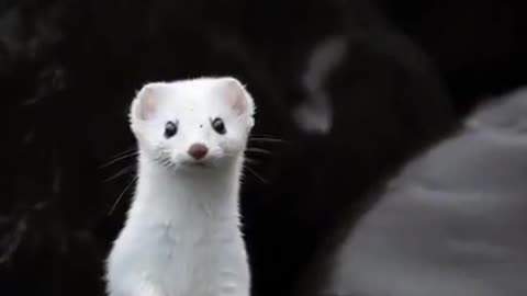 HAVE U EVER SEEN A WHITE WEASEL?