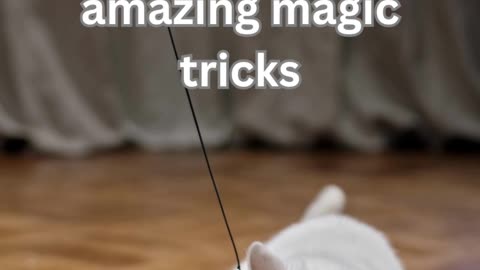 Cat Magicians