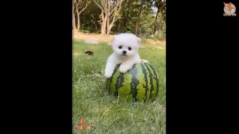 BABY DOGS CUTE AND FUNNY PUPPIES