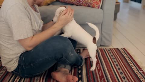 man coaching puppy jack russell terrier at home