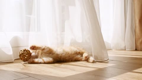 cute cat playing with ball