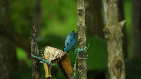 Nature Ave Bird Fauna Colombia