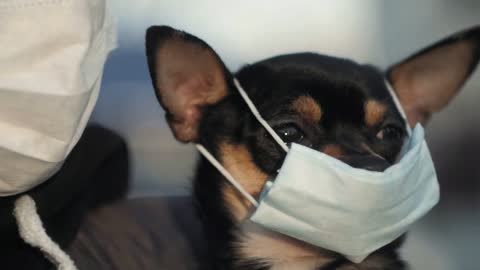 Woman in protective face mask with small dog wearing medical mask too