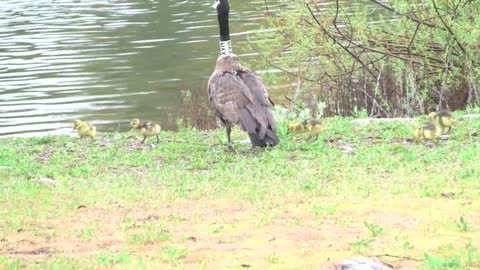 "Adorable Animal alert" - Canadian Geese babies & Pacific ocean Sandpipers