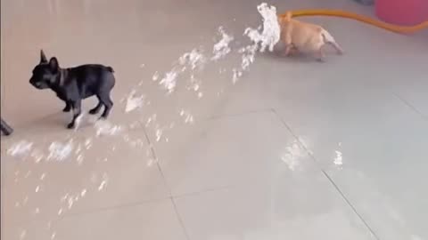 Dogs playing with water 🌊 funny video