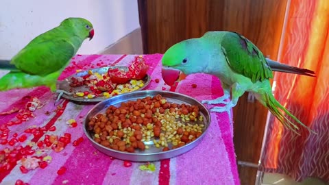 Parrot Eating Video