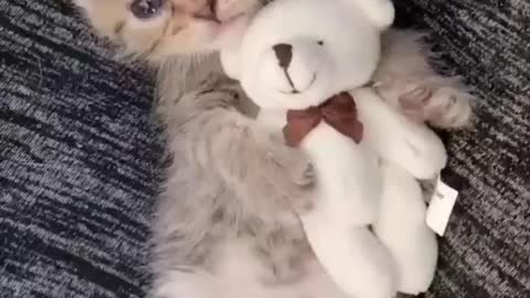 😍😍 Cute Little Cat playing a Doll