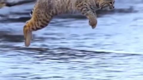 Tiger Pub Jump | Viral Animals Video Clip