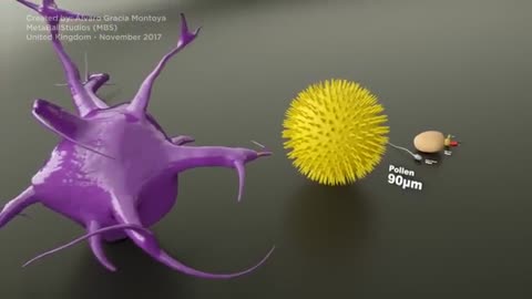 MICROORGANISMS Size Comparison - 3D