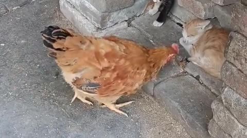 Cat and hen funny fight