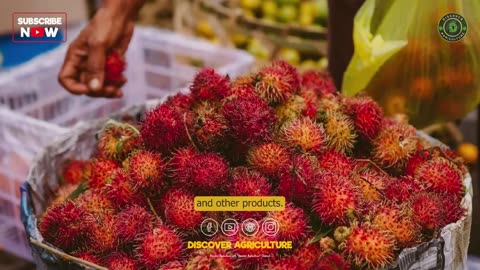 Rambutan Farming Everything You Need to Know - Rambutan Cultivation