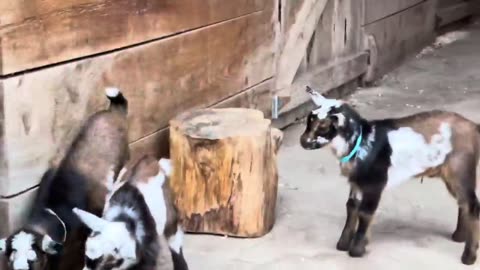 24 curious goat