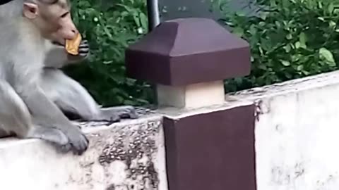 Cat vs. Monkey: Cat Attacked By Monkey In Real Fight