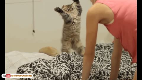 Funny cat vines