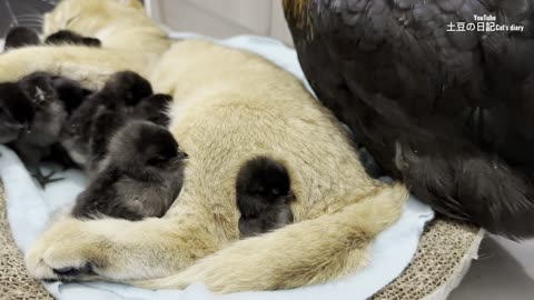 I am shocked! Experienced kitten teaches rooster and hen to take care of chicks! cute and funny😊