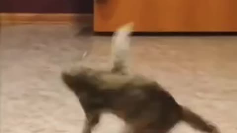 the dancing cat