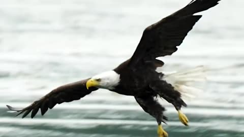 Bald Eagle catching a fish!