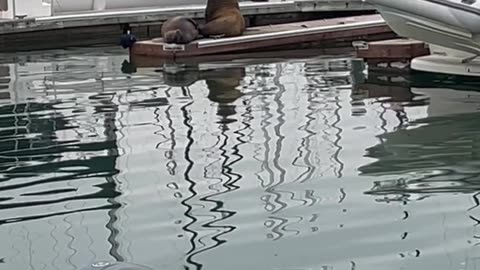 A couple seals barking at the harbor