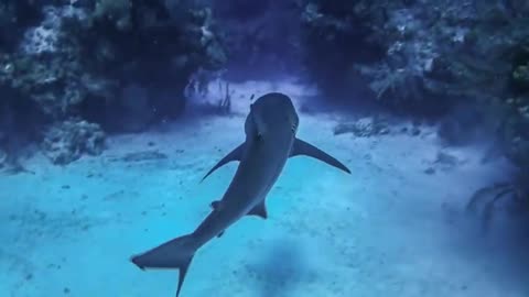 Little sharks are very happy in the hunt for prey, and are dangerous