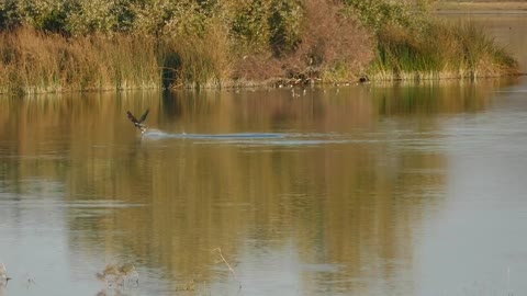 Bald Eagle Taking A Canada Goose at Grant Lake