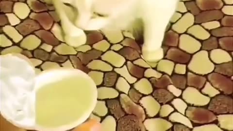 _Cute funny cats viral video ...❤️🐱_HAPPY ANIMAL..🐱❤️