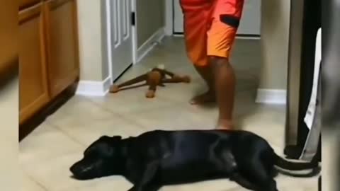 How indians train there Dog || Indian dog acting