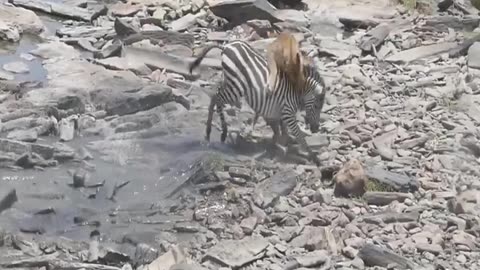 Lion attacks zebra