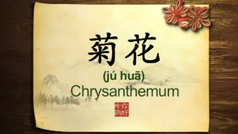 043 Chrysanthemums in Chinese culture-你好中国-Hello China