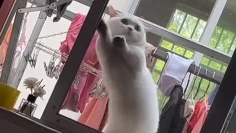 Hilarious Cat Fails That Will Make Your Day